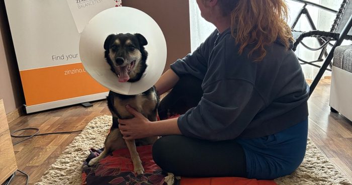 Molly története – BEMER kezelés állatok számára